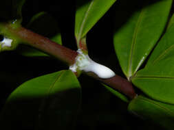 Image of bush allamanda