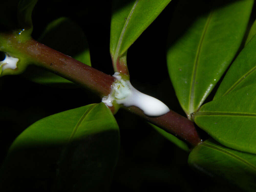 Image of bush allamanda