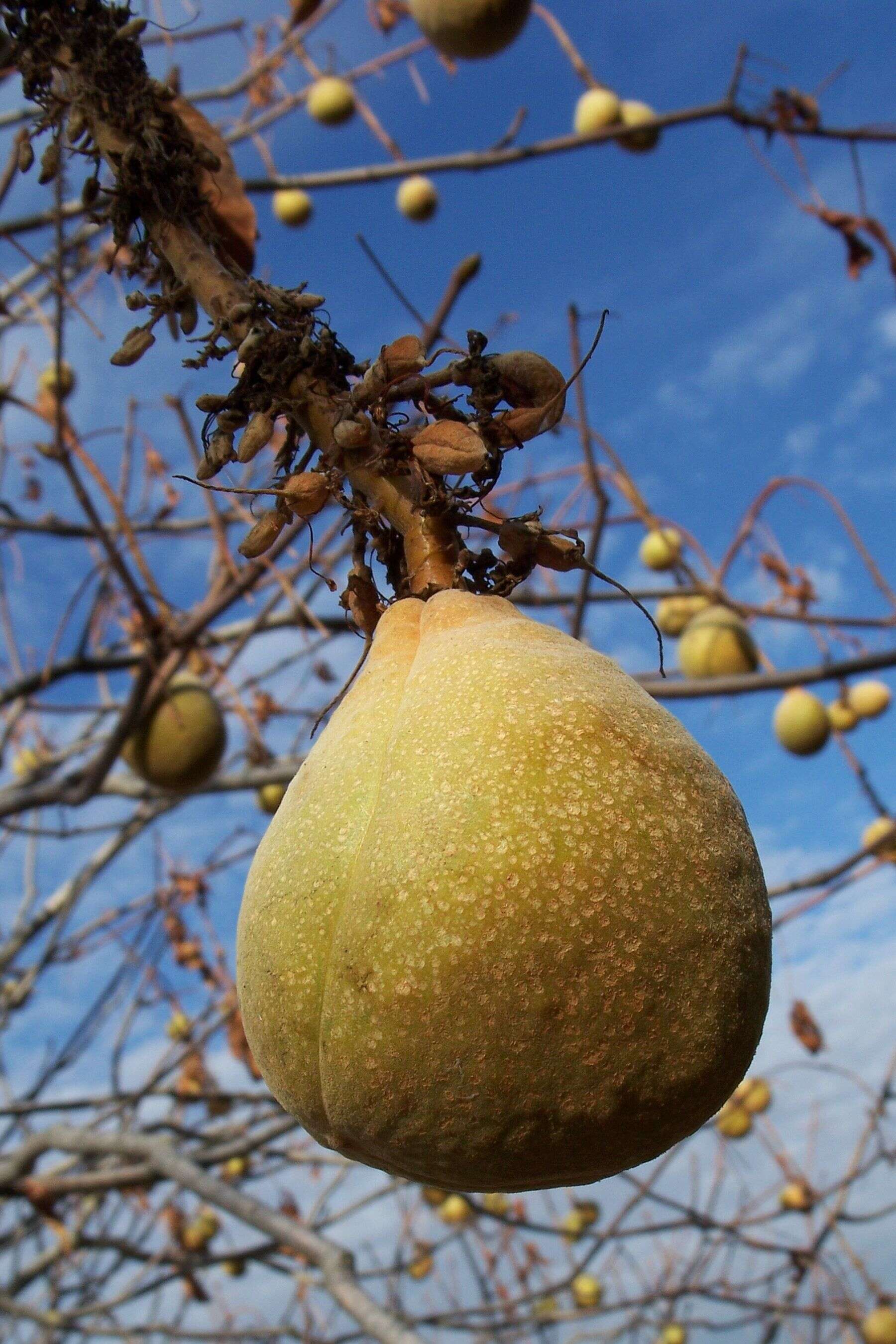 Aesculus californica (Spach) Nutt. resmi