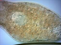 Image of Opisthocystis