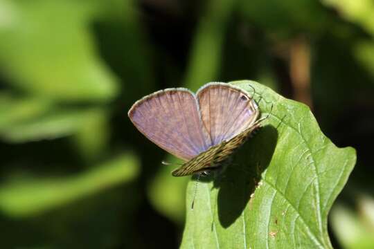 Image of Lang's Short-tailed Blue