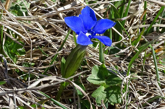 Image de Gentiana verna subsp. pontica (Soltok.) Hayek