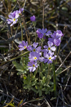 Imagem de Primula mistassinica Michx.