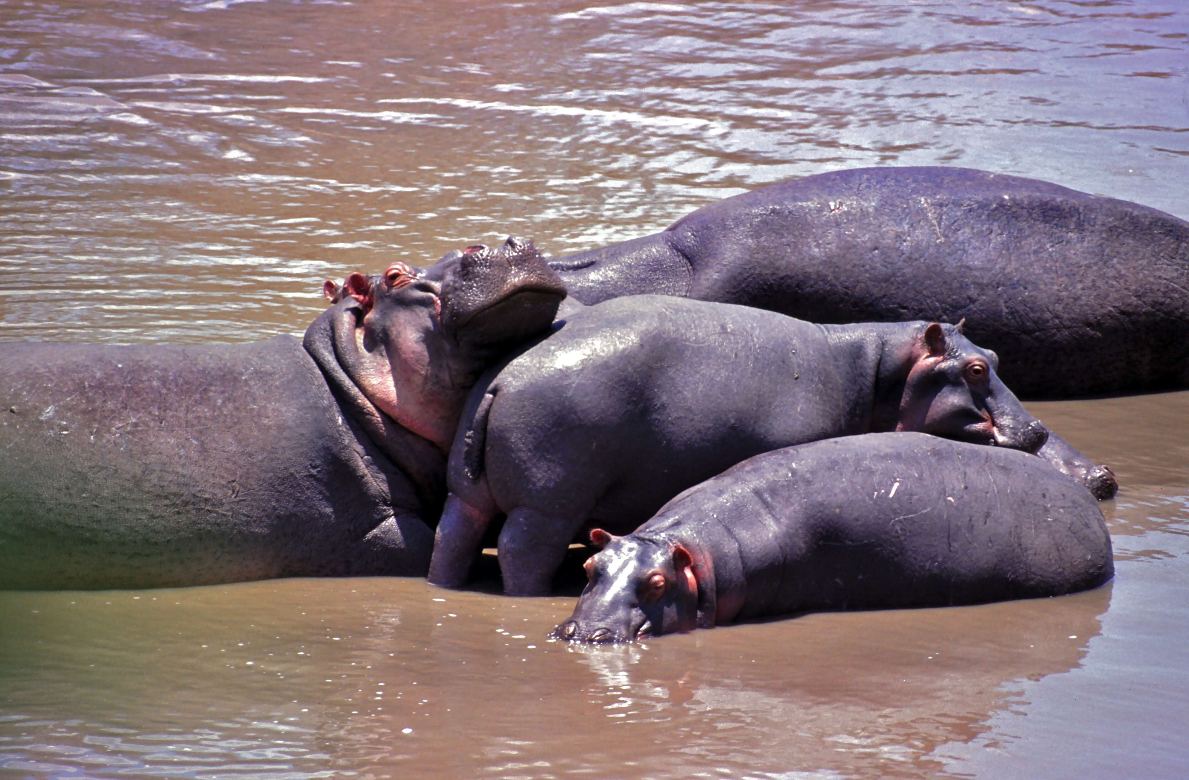 Image of Common Hippopotamus