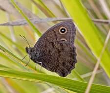 Image of Common Wood Nymph