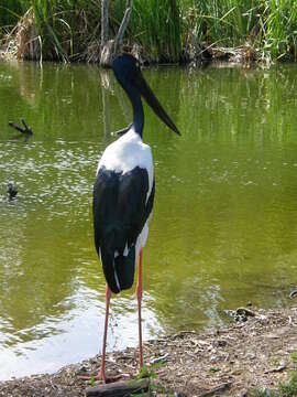 Image of Black-necked Stork