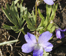 Image of prairie violet