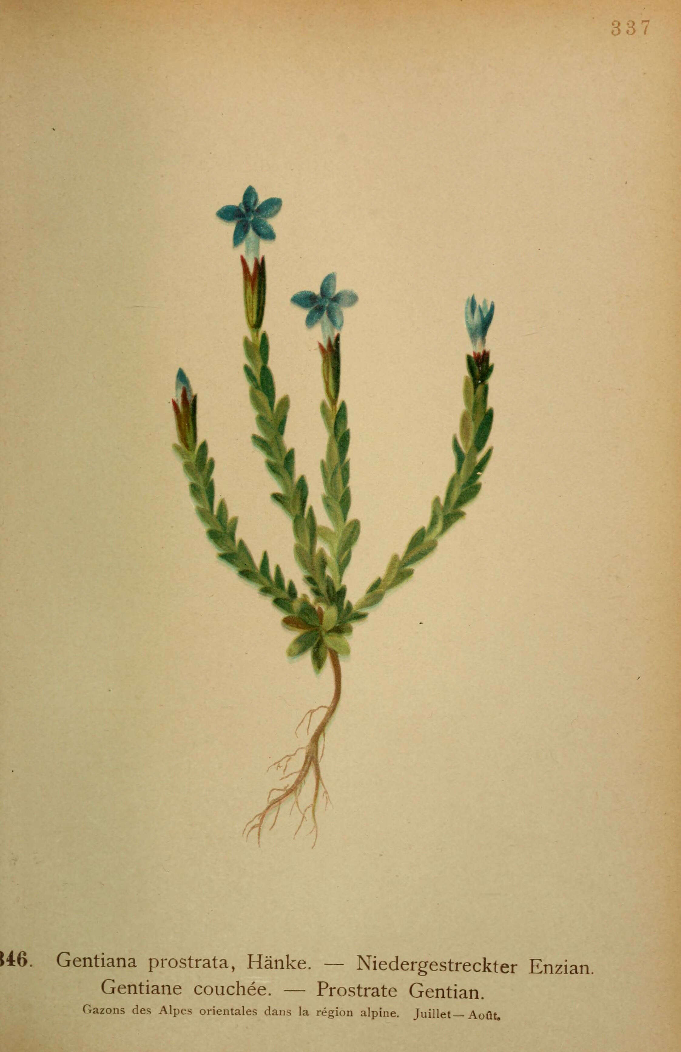 Image of Pygmy Gentian