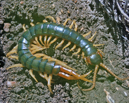 Image of Bark Centipedes
