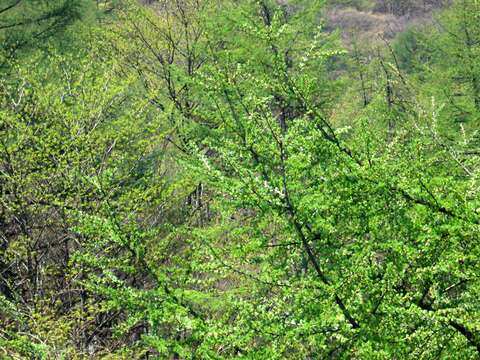 Image of Japanese Larch