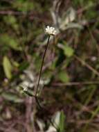 صورة Riencourtia oblongifolia Gardn.