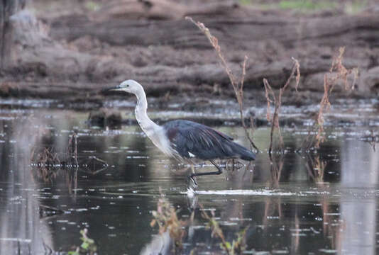 Image of Pacific Heron