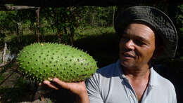 Image of soursop