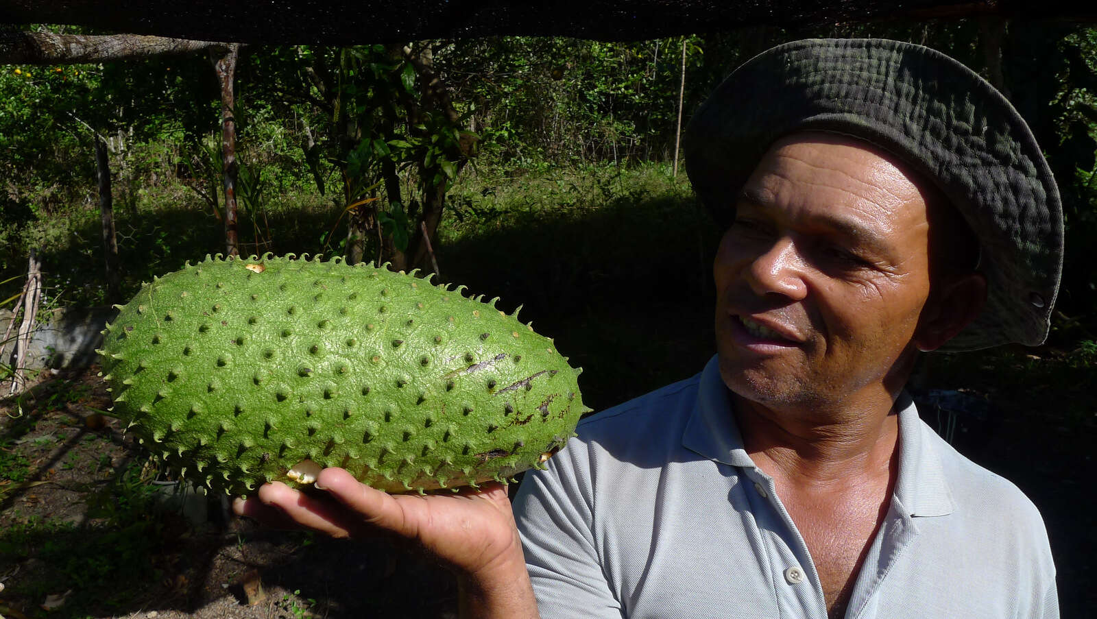 Image of soursop