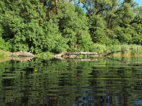 Image of pond-lily