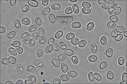 صورة Tapinella atrotomentosa (Batsch) Šutara 1992