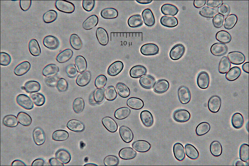 صورة Tapinella atrotomentosa (Batsch) Šutara 1992