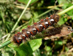 Image of Dagger Moths