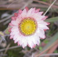 صورة Helichrysum adenocarpum DC.