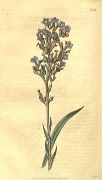 Image of bugloss