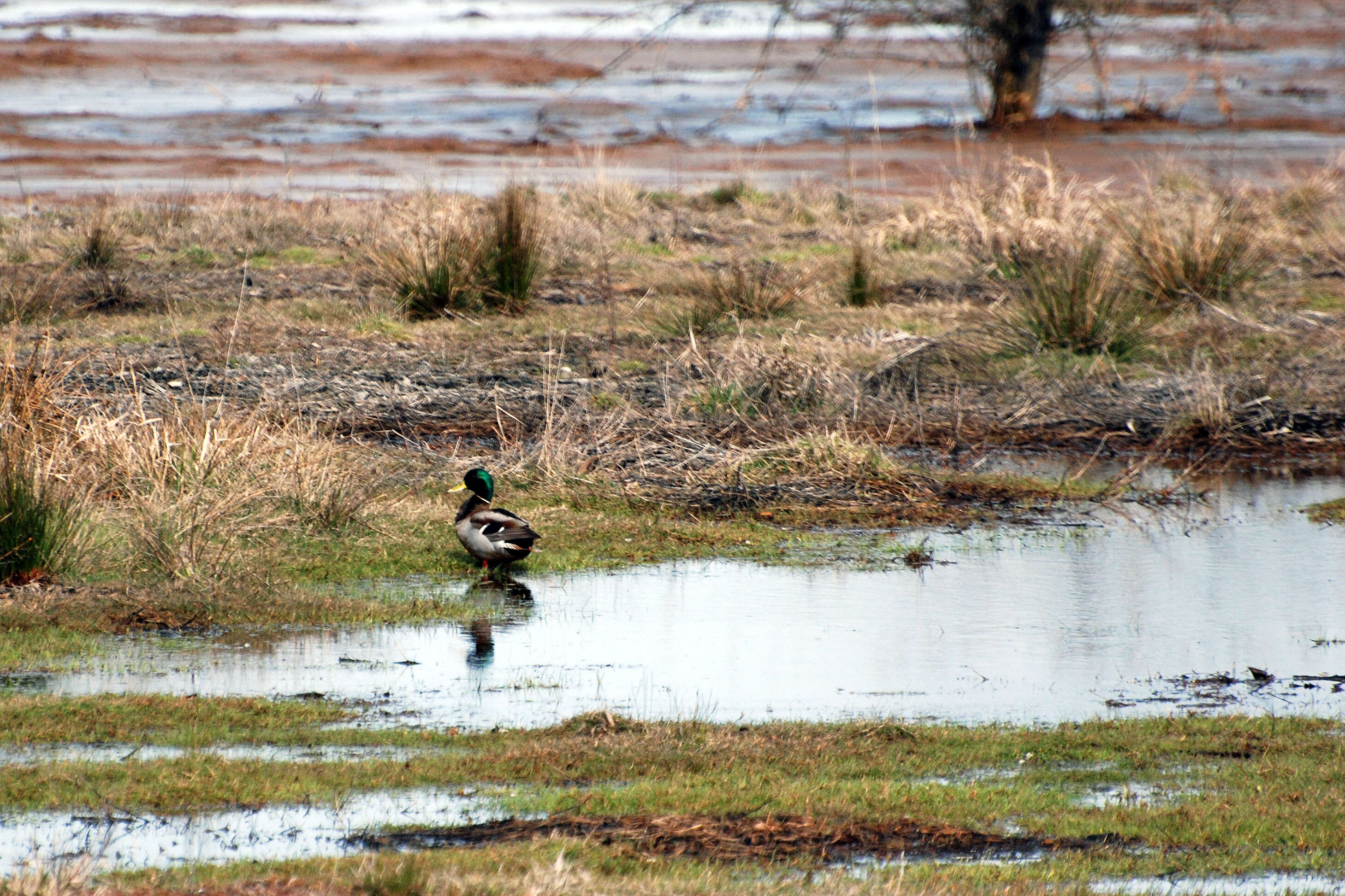 Image de Canard colvert