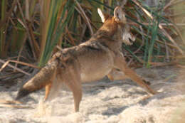 Image of American jackal