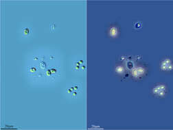 Imagem de Coenocystis Korshikov 1953