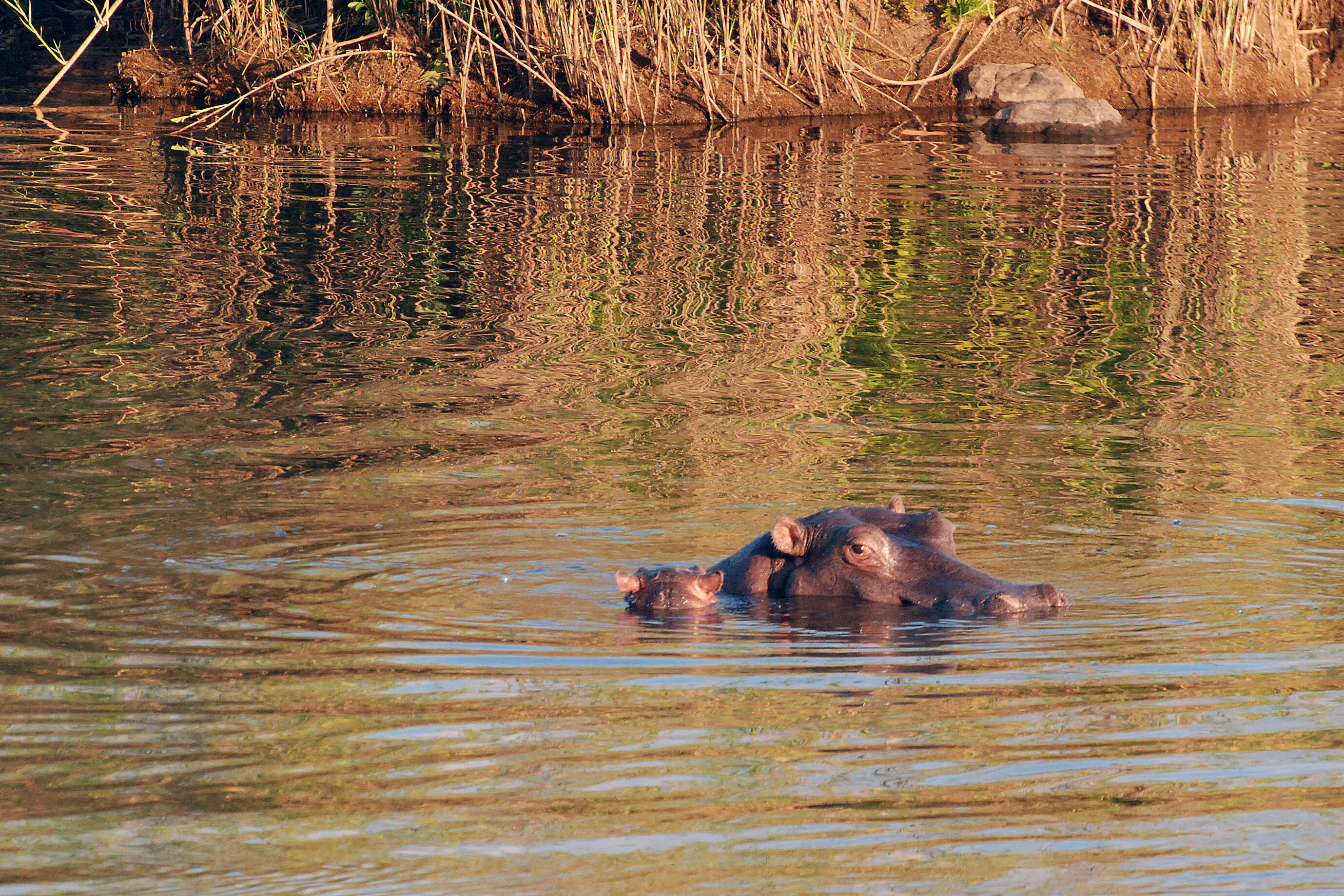 Image of Common Hippopotamus