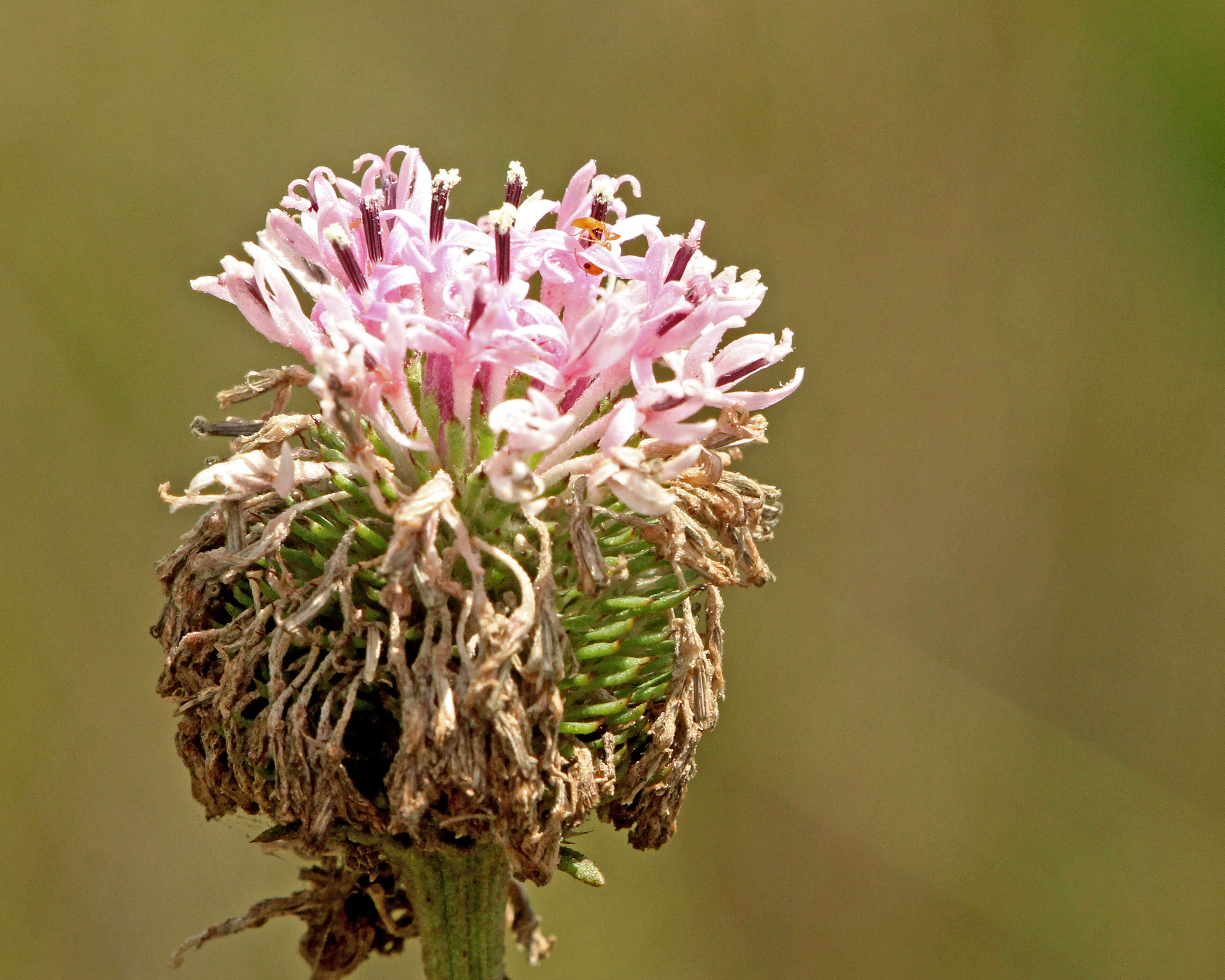 Image of grassleaf Barbara's buttons