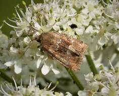 Слика од Oligia fasciuncula Haworth 1809