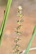 Image of Lomandra micrantha (Endl.) Ewart