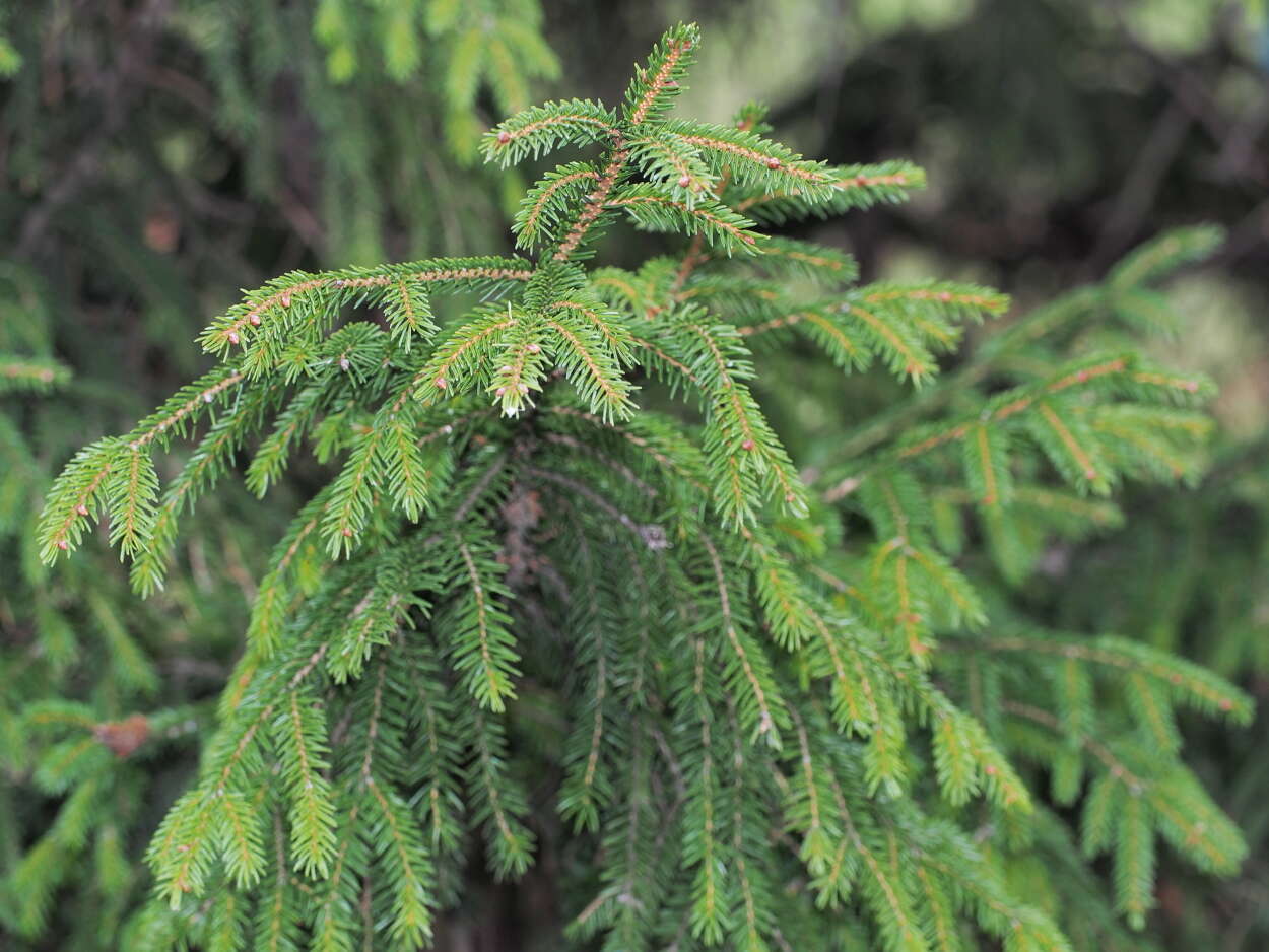 Image of spruce