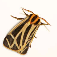 Image of Harnessed Tiger Moth