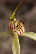 Image of Fawn spider orchid