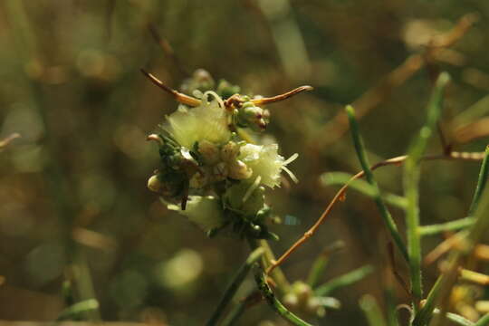 Sivun Atriplex linearis S. Wats. kuva