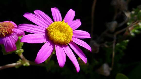 Image of redpurple ragwort