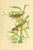 Image of Oporornis Baird & SF 1858