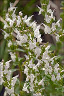 Image of Clinopodium album (Waldst. & Kit.)