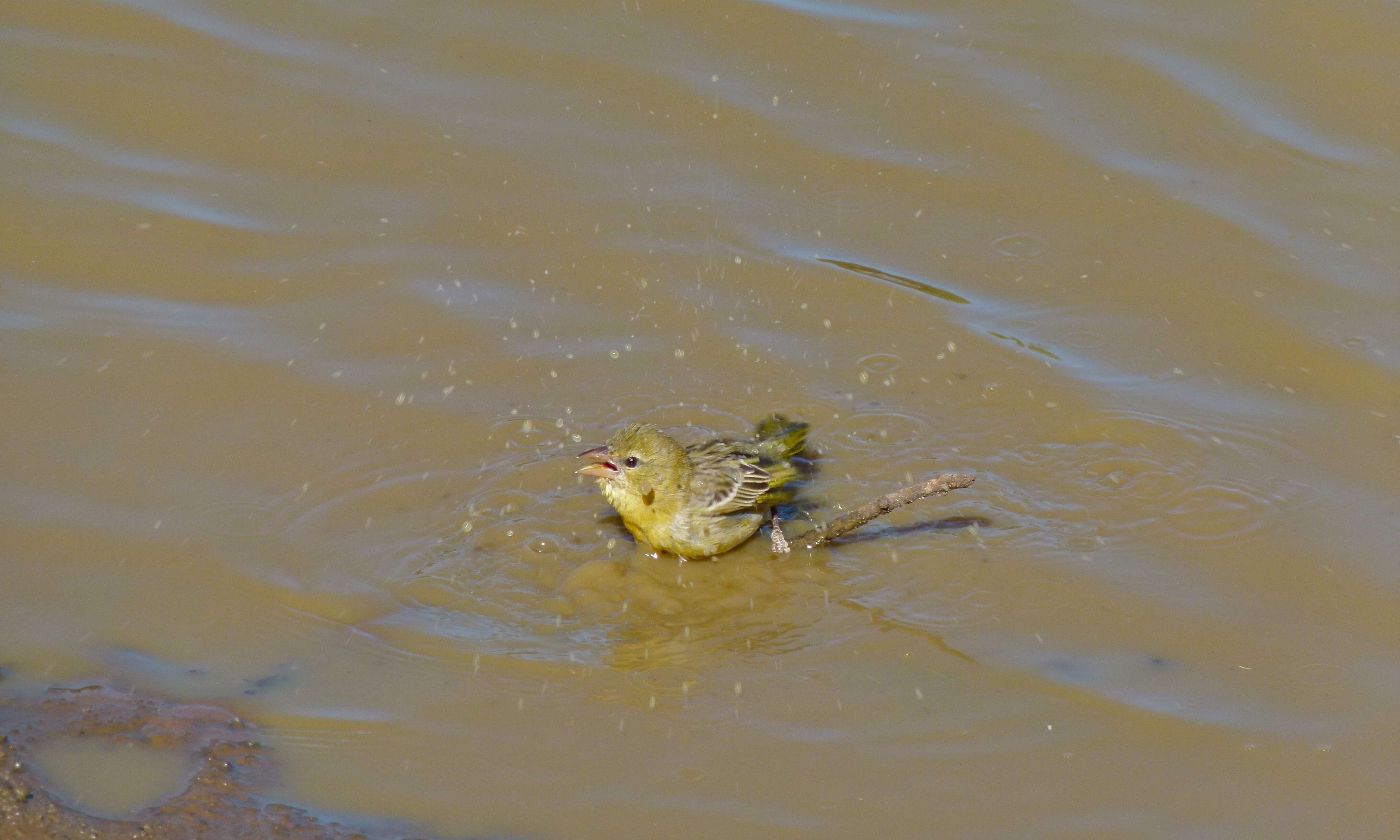 Image de Tisserin à tête rousse