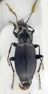 Image de Pterostichus