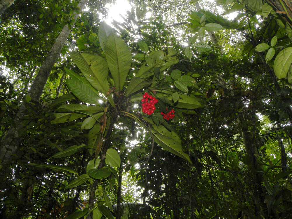 Image de Hymenandra pittieri (Mez) J. J. Pipoly & J. M. Ricketson