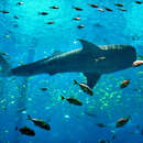 Image of Rhincodon Typus