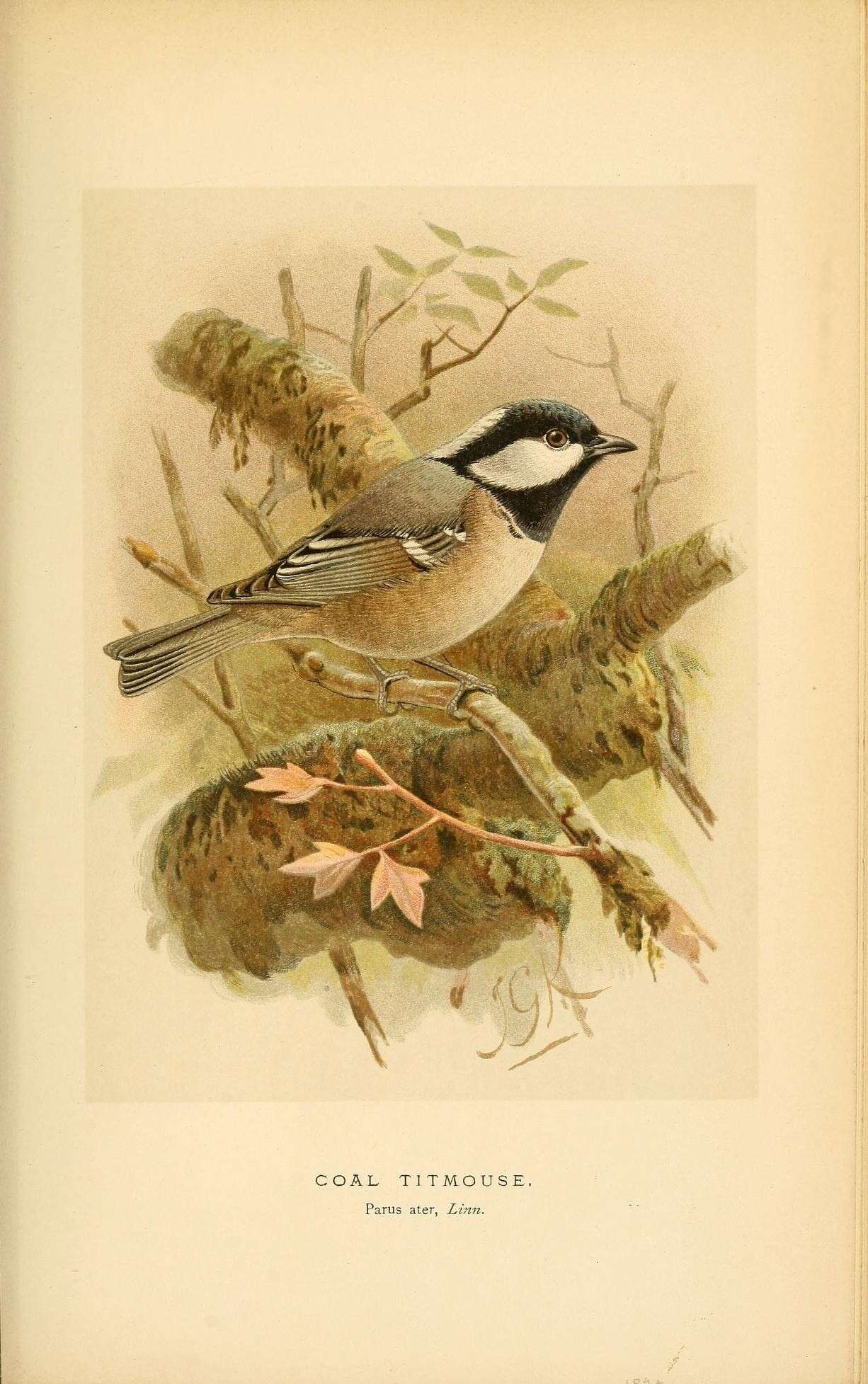 صورة Periparus Sélys-Longchamps 1884