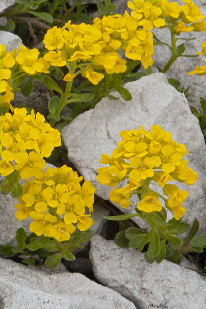 Sivun Alyssum ovirense A. Kern. kuva