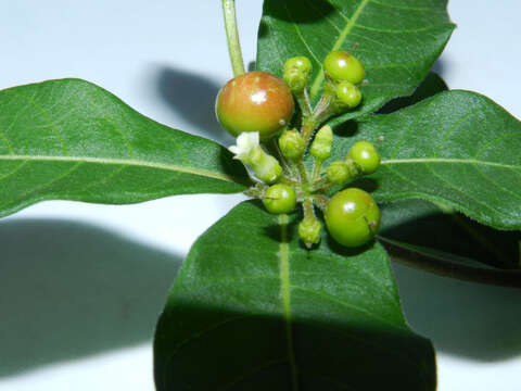 Plancia ëd Rauvolfia tetraphylla L.