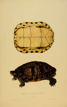 Image of Trachemys Agassiz 1857