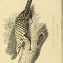 Plancia ëd Manis pentadactyla pentadactyla Linnaeus 1758