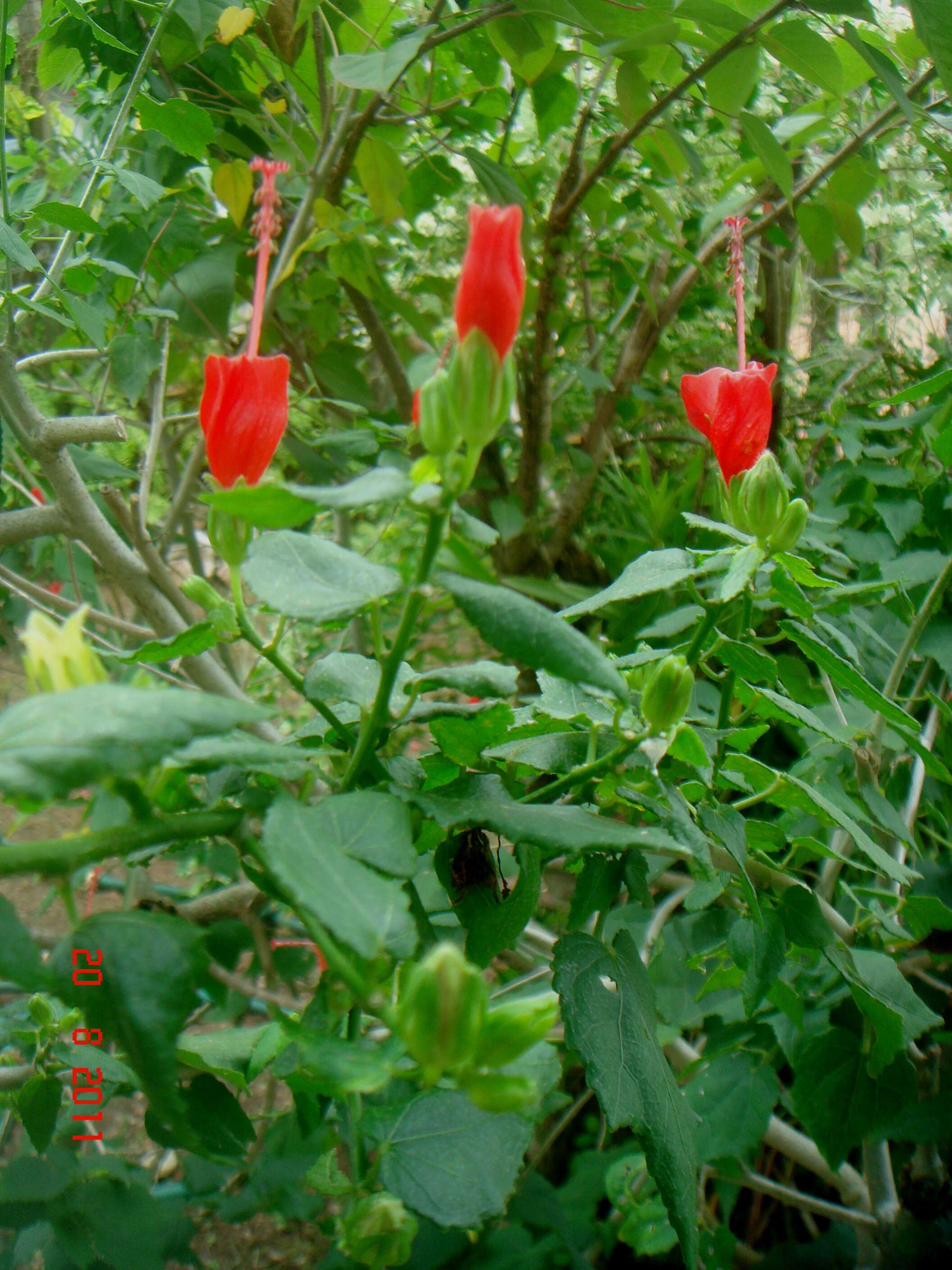 Image of wax mallow