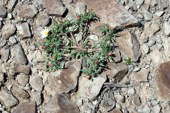 Image of hairy Townsend daisy