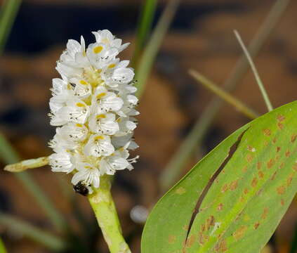 Image de Pontederia parviflora Alexander